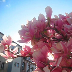 blooming