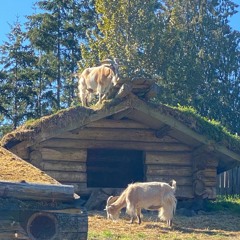 2022.10.15 Goats On The Roof