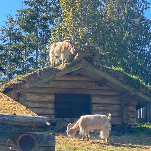 2022.10.15 Goats On The Roof
