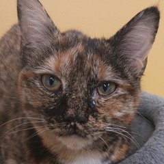 Jelly the Tortie Purrs