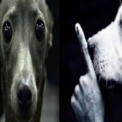 NEVA-Dean Blunt & Poison Anna