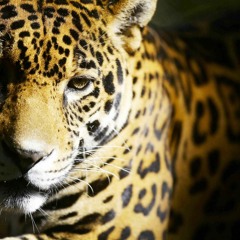 JAGUAR2
