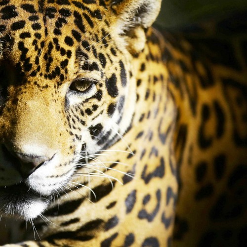 JAGUAR2