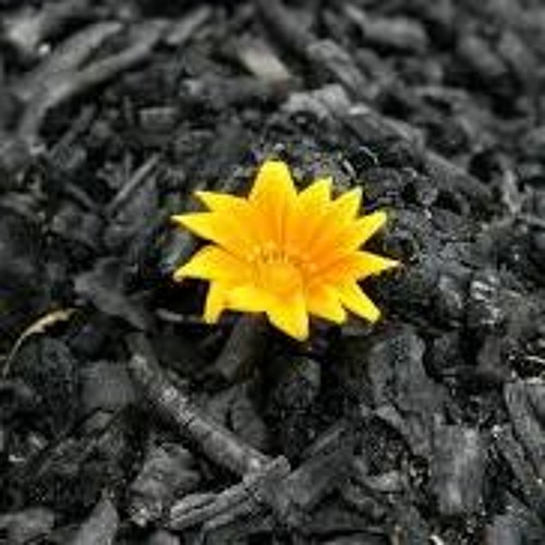 Renaciendo Con Poder