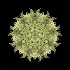 T R I C O M ∆- RUDERALIS +Mp3 Preview No Master+