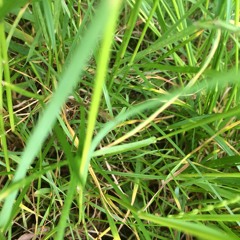 techno . dub . specials