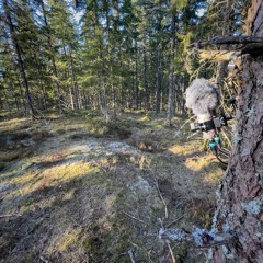 Capercaillie Morning 230422