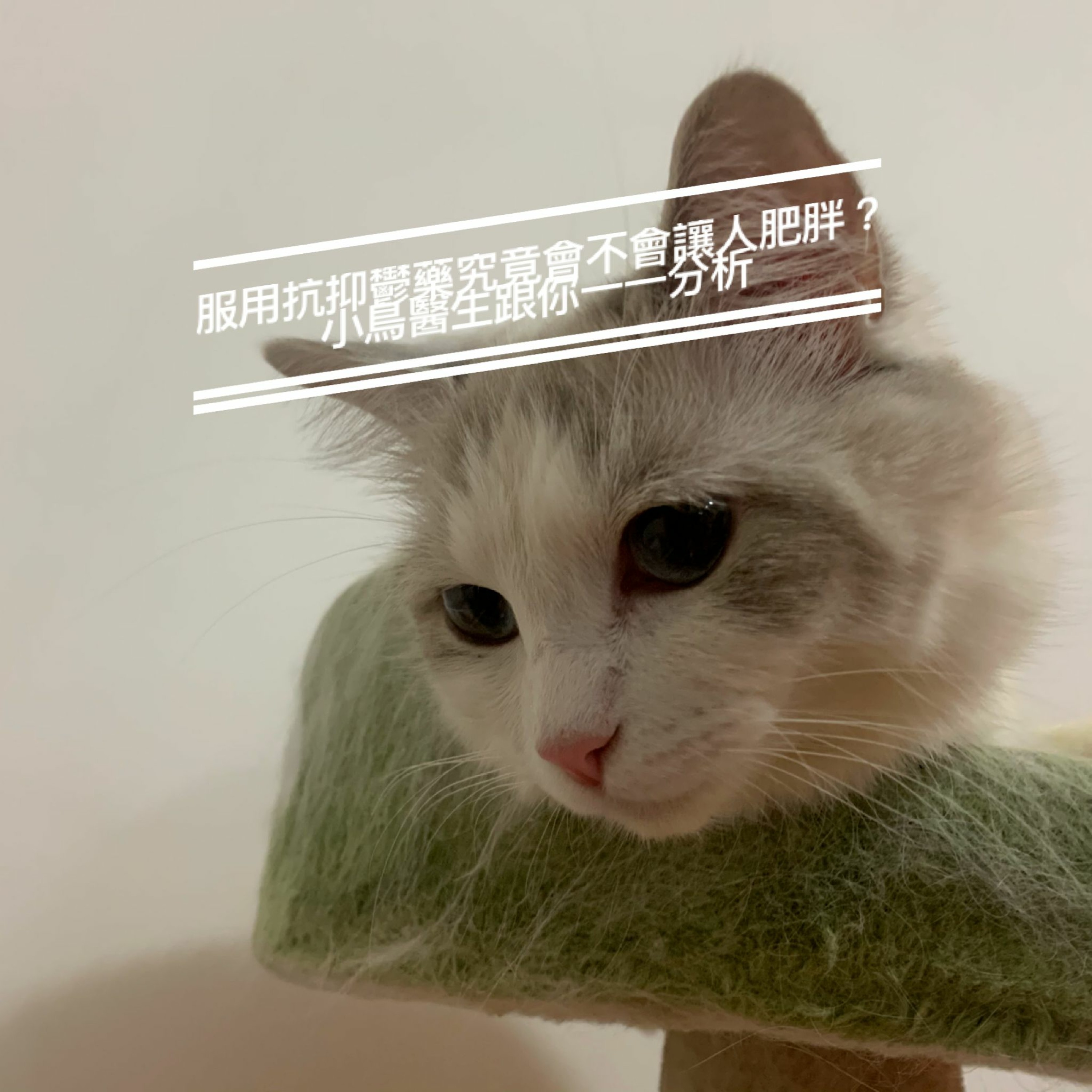 精神醫學三分鐘 —— 服用抗抑鬱藥究竟會不會讓人肥胖?小鳥醫生跟你一一分析
