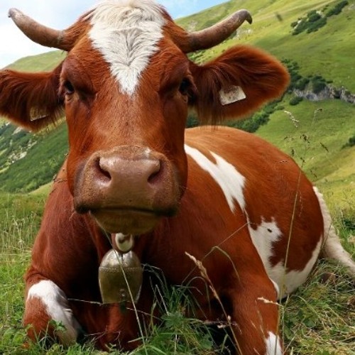 The Guestlist - Episode 183: More Cowbell!