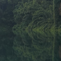 Croaks and Plops on Cheow Larn Lake