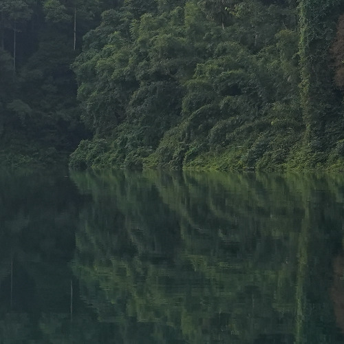 Croaks and Plops on Cheow Larn Lake