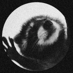 Pedro (TYCKA tearout flip)