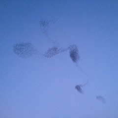 murmuration