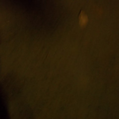 idiota