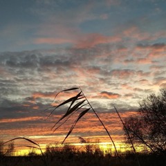 Walk on the wild side - Dan & Daisy(Lou Reed Cover) (one take rough and ready)