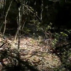 special ft. zacchoffthepack