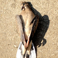 Bronko - Tote Tauben (Remix)