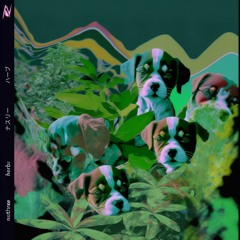 Dream wave summer