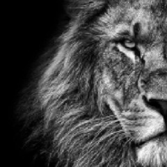 THE LION