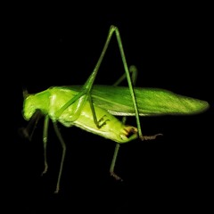 insects from space