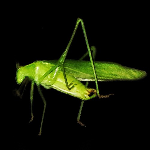 insects from space (original mix)
