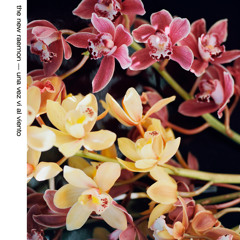 Una Vez Vi Al Viento