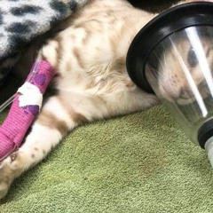 robocop dick FT $apphire