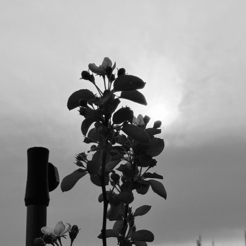 ...sun [remastered]