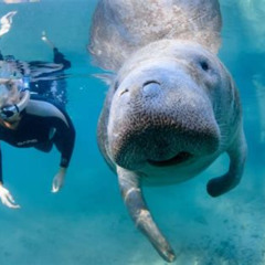 Review Special Price Clear Kayak Or Paddleboard Manatee Adventure