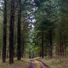 Nature’s trails