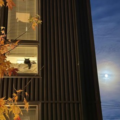 Where Did You Sleep Last Night