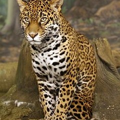 Chris Estrella - Bagheera (Original Mix).mp3