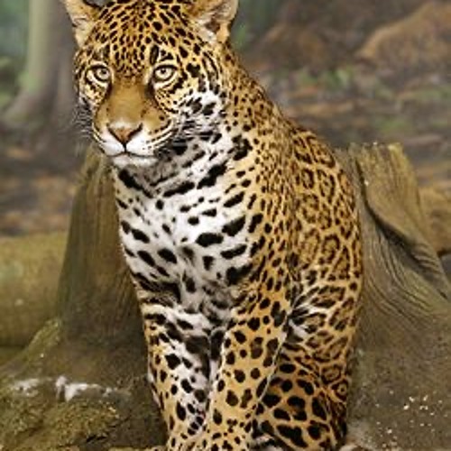 Chris Estrella - Bagheera (Original Mix).mp3