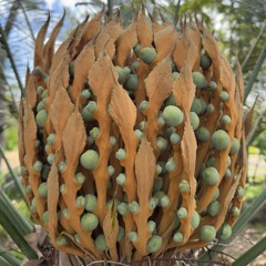 Bush Nut - Fault Based Solution VS Entomdre