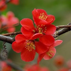 Trong Nỗi Nhớ Muộn Màng - Họa Mi