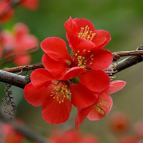 Trong Nỗi Nhớ Muộn Màng - Họa Mi