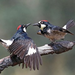 we love siren best kitty 2023