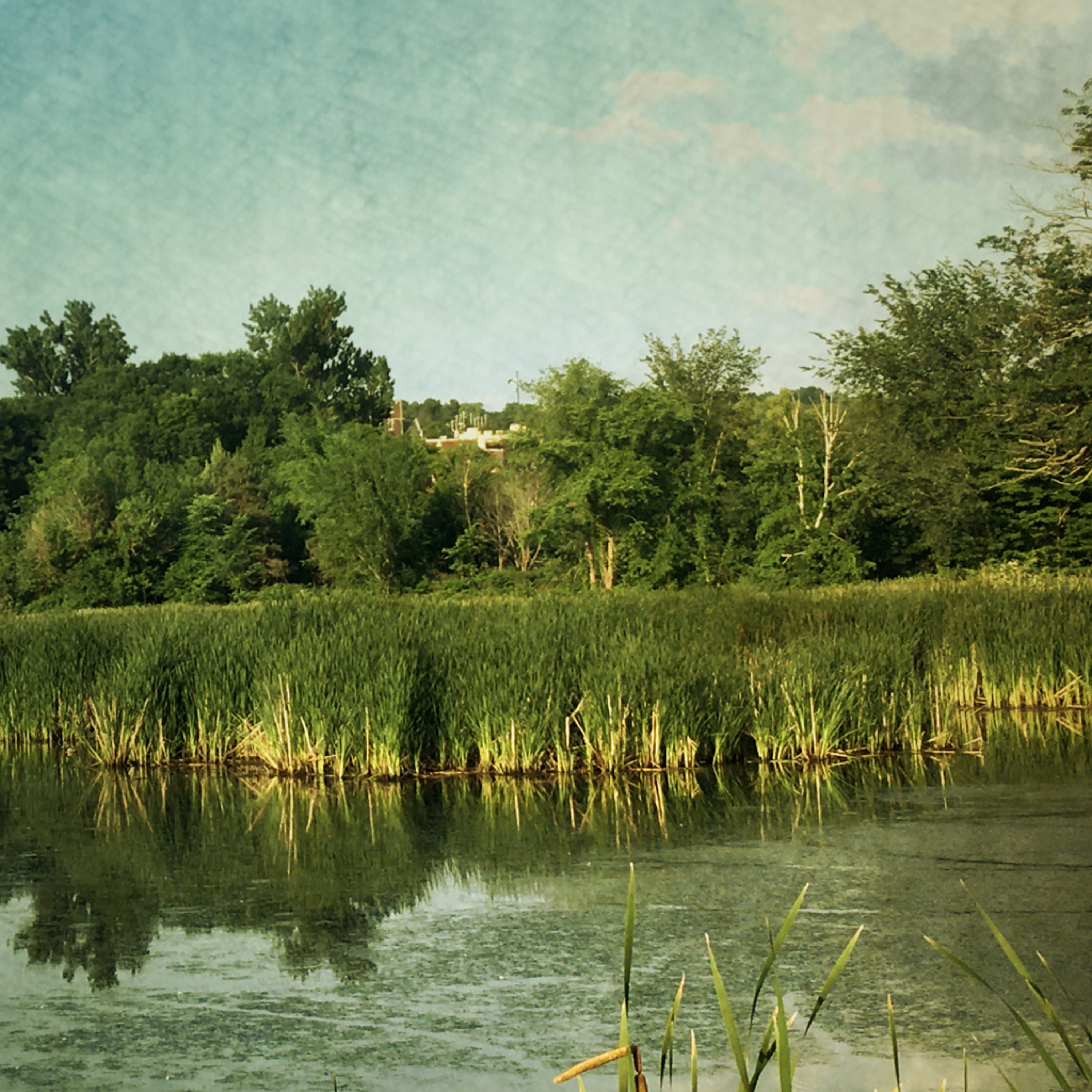 Theraphonia - Frogsong at Miners Marsh episode artwork