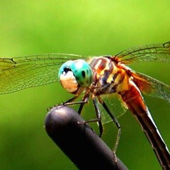 DRAGONFLY