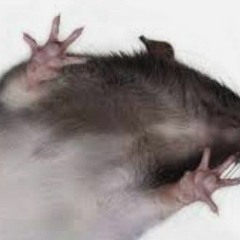 The rats feet was this big!