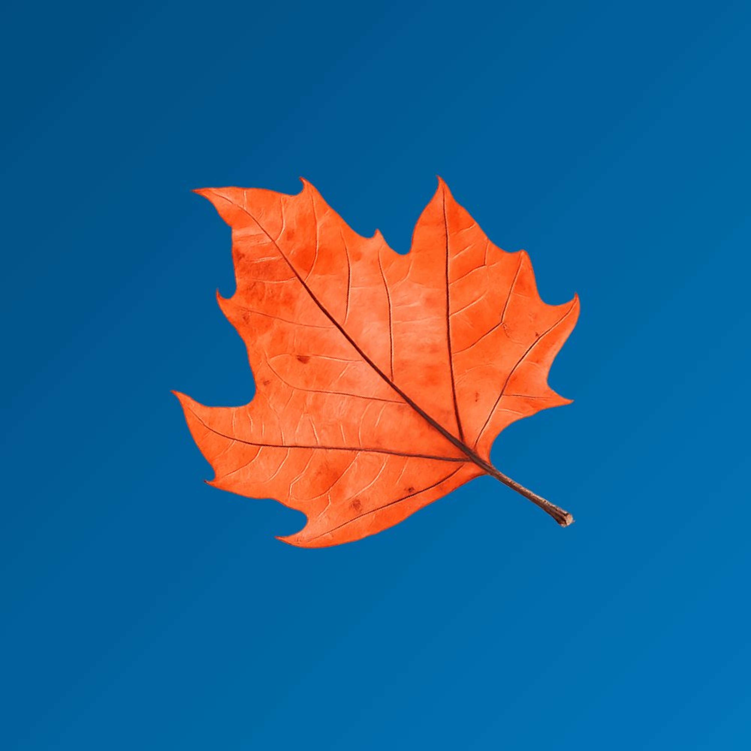 Session #63 - Autumn 2026 episode artwork