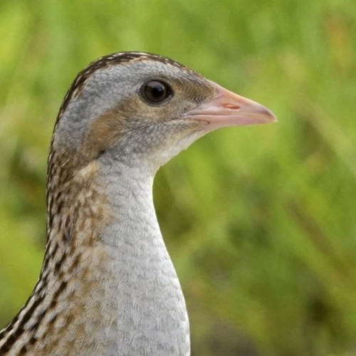 Wheezing calls of a Corncrake!