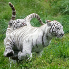 yuke and wuu prod onesaiah