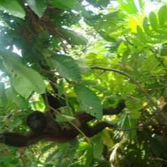 Amazonia