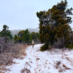 diamonds in the snow