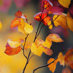 Orange and Yellow (Autumn Jazz CHill)