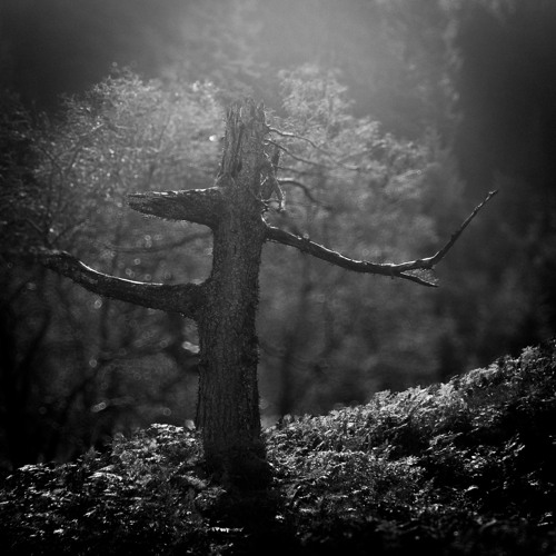 And The Circle And The Tree