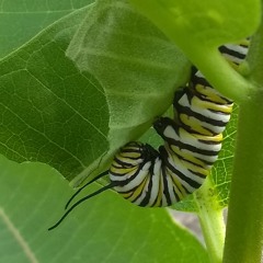 caterpillar