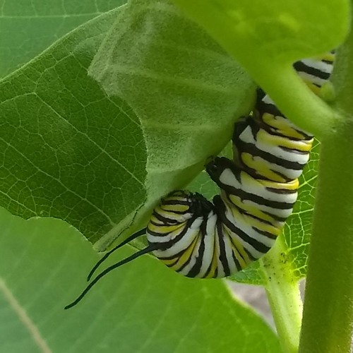 caterpillar