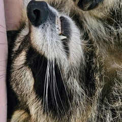 Soothing Relaxation Music